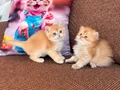 2 kızımıza talip olanlar