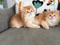 Brıtısh Golden Longahir Ny12 Kaliteli yavrular
