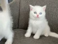 Kar topları bebeklerim