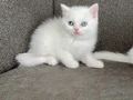 Kar topları bebeklerim