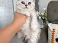 Kar topları bebeklerim