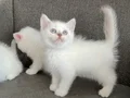 Kar topları bebeklerim