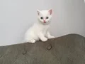 Kar topları bebeklerim