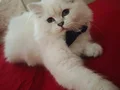 Sağllıklı oyuncu bebişler kalıcı yuvalarını bekliyor