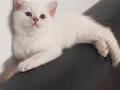 Oyuncu sağlıklı tüm eğitimleri tamamlanmış bebişler burada..