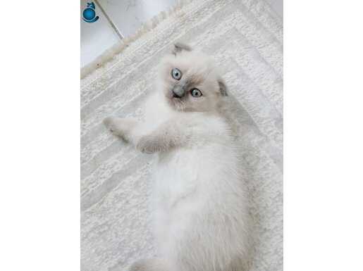 Safkan sıfır kulak maviş gözlü yavrum