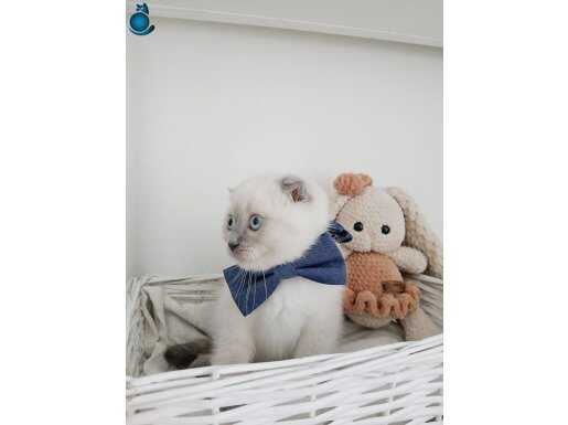 Muhteşem safkan yavrular