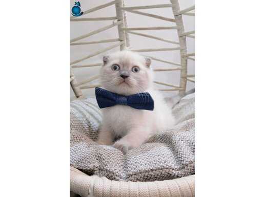 A kalite eşsiz güzellikte safkan bebekler 