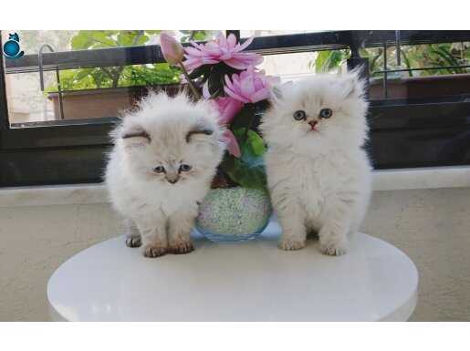 Safkan maviş gözlü pofuduk bebekler 