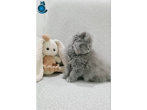 Muhteşem güzelliğe sahip long yavrum 