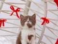 A kalite eşsiz güzellikte cinnamon bicolor yavrularım 