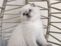 SAFKAN MAVİŞ GÖZLÜ EŞSİZ GÜZELLİKTE BEBEKLER 