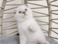 SAFKAN MAVİŞ GÖZLÜ EŞSİZ GÜZELLİKTE BEBEKLER 