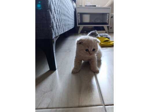 Shotis ve briths bebekler 