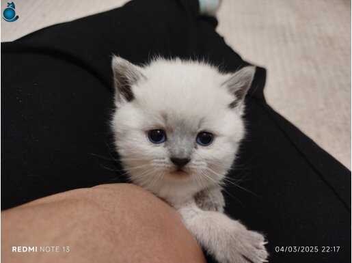 Scottish brithis blue point yuva arıyoruz