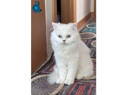 Acil satılık İran kedisi