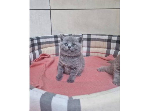 Yuvarlak yüz hatlı British Shorthair 