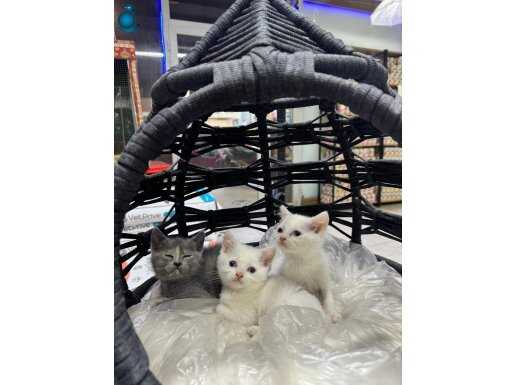 Kepez’de Sosyalleşmiş, Kuru Mamaya Geçmiş Safkan British Shorthair Yavruları