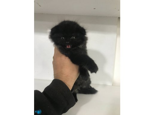 ZEYTİN KIZIMIZ