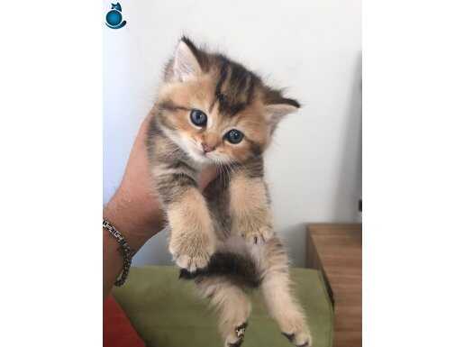 2 Aylık SARI BEBEK | Tuvalet Eğitimli British Shorthair