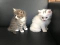 BRİTİSH YAVRULAR 
