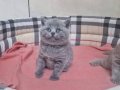Yuvarlak yüz hatlı British Shorthair 