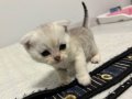 Pure Scottish Fold Kitten 