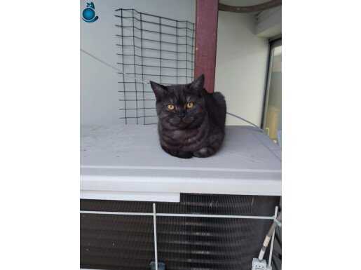 British shorthair siyah kedi