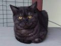 British shorthair siyah kedi