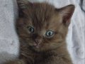 Dişi british shorthair kedi