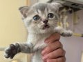 British shorthair ve scootish shorthair Bebişler