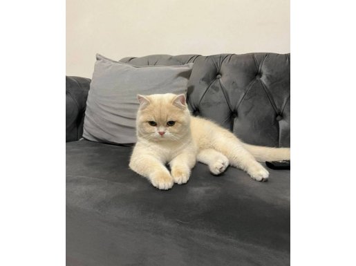 Altın Postuyla Bristish shorthair yakışıklı yeni yuvasını arıyor 