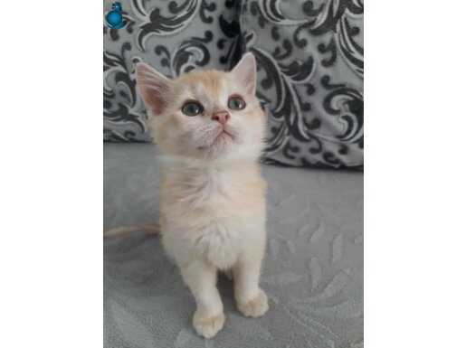 Ücretsiz sahiplendirme