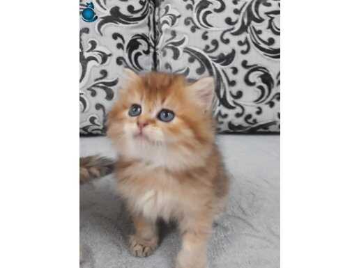 Bristsh longhair golden disi