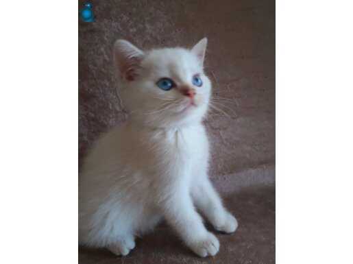 Maviş bristish shorthair erkek