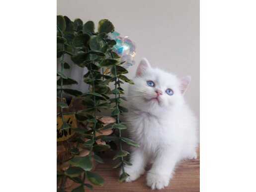 Bristsh shorthair golden mavişim