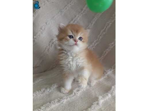 Bristish longhair golden kardeşler 