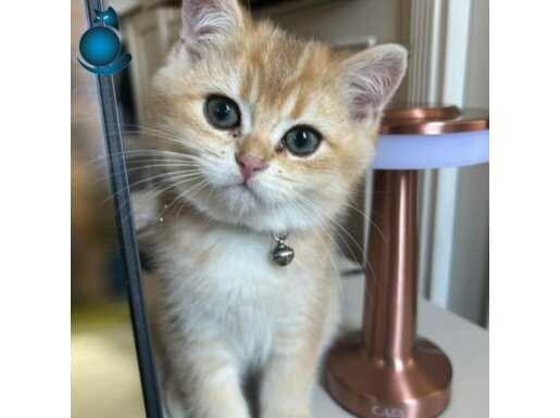 Bristish shorthair golden dişi 