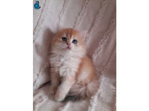 Golden bristsh longhair Turuncunun en guzel hali