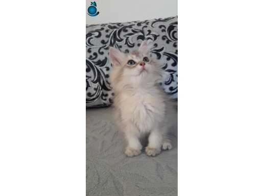Bristish longhair özel renk 