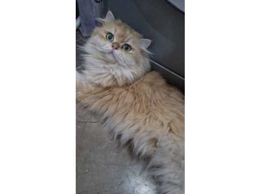 Altın Renginden British Golden Ny12