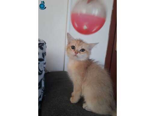 Bristish shorthair golden ny11