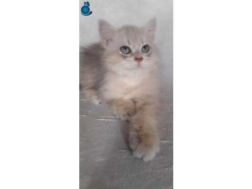 Bristish longhair erkek 