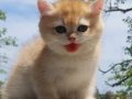 Bristish shorthair golden kardesler 
