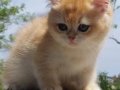 Bristish shorthair golden kardesler 