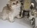 Golden bristsh longhair erkek kardeşler 