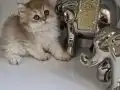 Golden bristsh longhair erkek kardeşler 