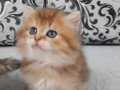 Bristsh longhair golden disi