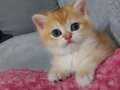 Golden bristsh shorthair 