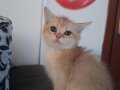 Bristish shorthair golden ny11